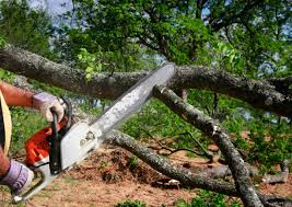 Professional Tree Care  in South Vacherie, LA